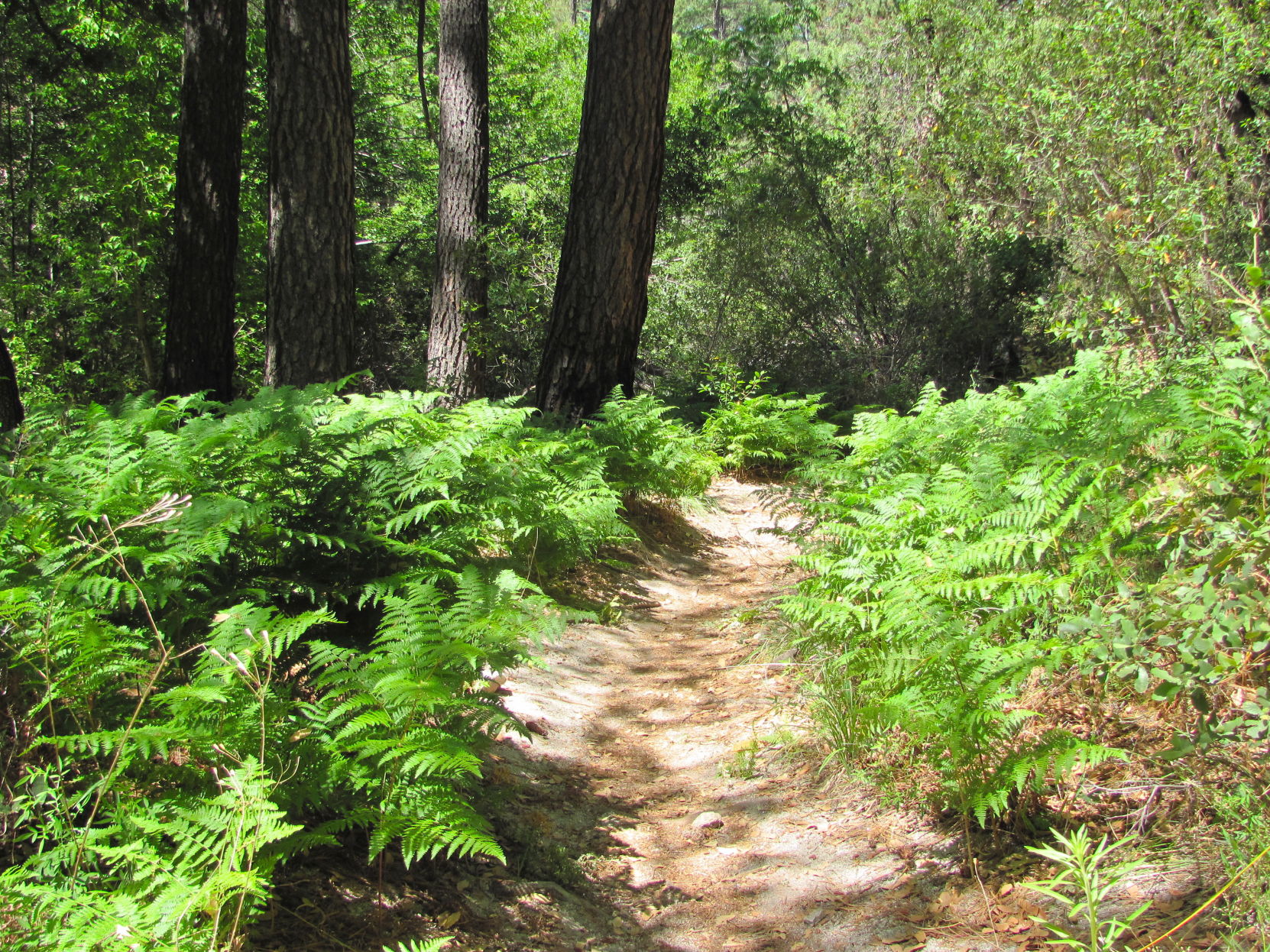 Forest beauty